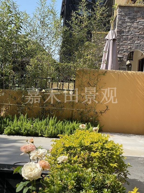 在設(shè)計別墅花園時如何養(yǎng)好菊花？